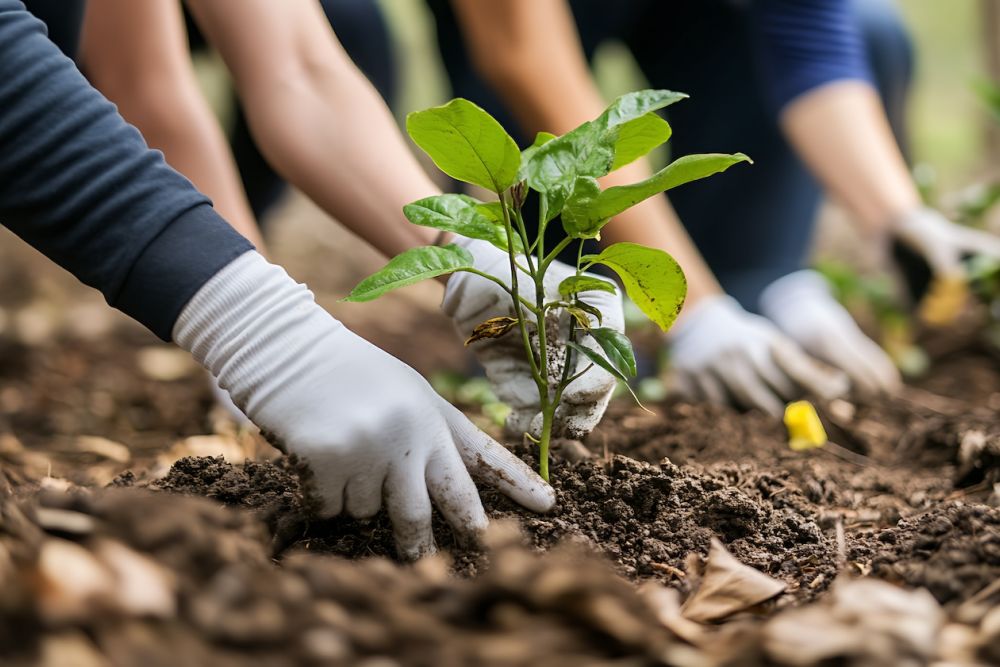 People planting saplings with gloves, promoting reforestation and environmental conservation.