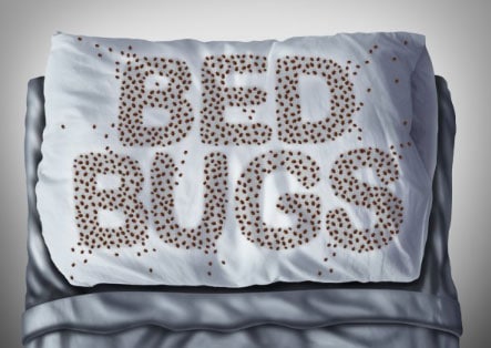 Bed Bug Lawyers Help Hotel Guests Bitten By Bed Bugs